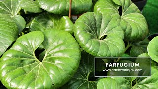 Farfugium for Northeast Florida [upl. by Annaierb714]