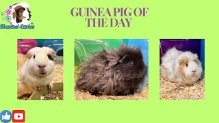 Guinea pig of the day [upl. by Broeder]