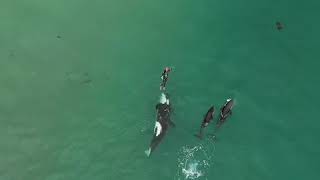 NADANDO COM BALEIAS Essas 3 orcas apareceram do nada 😱 l Animais l VIX [upl. by Thury]