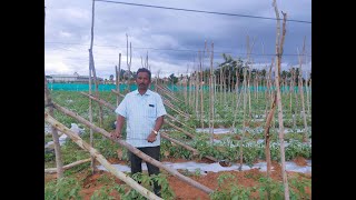 Tomato staking techniques with mulching paper  Tomato farming in India viralvideo tomato [upl. by Agni610]