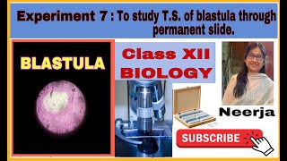 To study TS of blastula Experiment 7  class 12 Biology First Term By Neerja [upl. by Trela]