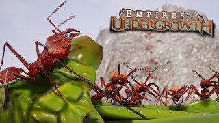 THE ANT COLONYS FINAL STAND  Empires Of The Undergrowth  Ep18 [upl. by Cecilio226]