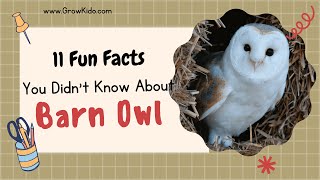 11 New Barn Owl Facts You Didnt Know Must Check 3 [upl. by Hgalehs]