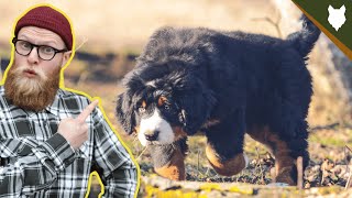 What To Do With A NEW BERNESE MOUNTAIN DOG PUPPY [upl. by Ora33]