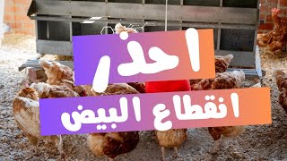 احذر انقطاع البيض 😱  السبب الأساسى لانقطاع البيض وحل المشكلة بكل بساطة 💯 [upl. by Ientirb]