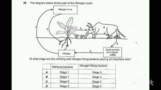 GRADE 12 BIOLOGY  NITROGEN CYCLE  2001 [upl. by Porta969]