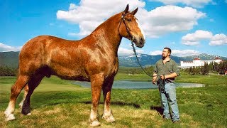 The BIGGEST HORSES In The World 🐎 [upl. by Kristin570]