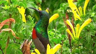 Beautiful sunbirds in the quotLittle Karooquot South Africa [upl. by Nerdna]