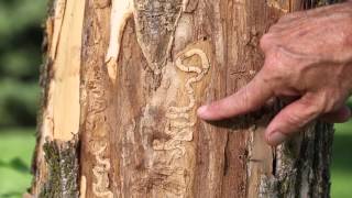 Emerald Ash Borer Documentary EAB [upl. by Ecar]