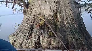 YoYo Fishing on Reelfoot Lake NW Tennessee [upl. by Anined]