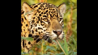 5 especies en extinción en Argentina El Yaguareté [upl. by Ahtnams507]