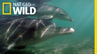 A Baby Dolphin is Born  Dolphins of Shark Bay [upl. by Einyaj]