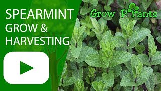 Spearmint  growing and harvesting Garden mint [upl. by Keeryt420]