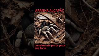 🎬💯⛏️PORQUE DO NOMEquotARANHA ALÇAPÃOquotVEJA🎬😮⚠️curiosidades shorts short [upl. by Boatwright]