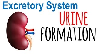 Urine formation in kidney [upl. by Ydieh720]