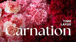 Timelapse Carnation Flowers Blooming [upl. by Frere624]