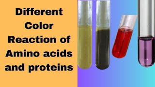 Different color reactions of Amino acid and proteins  Biuret test biochemistry practical exam [upl. by Antoinetta]