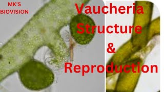 Vaucheria Thallus Structure amp Reproduction BSc Part 1 Botany [upl. by Ahsikrats583]