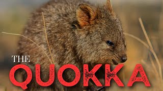 The Quokka  The Happiest Animal on Earth [upl. by Ahsinet]