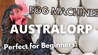 The Australorp The Best Chicken for You [upl. by Vashtee]