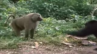 2 Chimpanzees VS Baboon [upl. by Lyndsie]