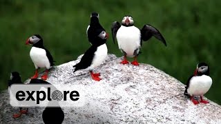 Discover the Puffins of Seal Island Maine [upl. by Bigner]