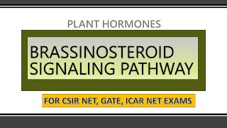 BRASSINOSTEROID SIGNALING PATHWAY II SIGNAL TRASNDUCTION IN PLANTS PART 3 I PLANT HORMONES CSIR NET [upl. by Oam388]