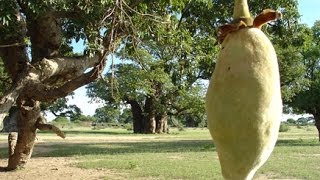 Baobab superfruit find out why you should be eating it [upl. by Schubert]