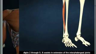 Extensor Digitorum Longus [upl. by Torras283]