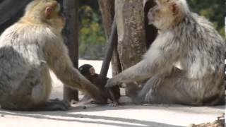 Putziger Affennachwuchs im Zoo Aschersleben [upl. by Letch]