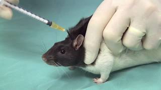 How to Give a Subcutaneous Injection to a Rat  Administration Procedure VideoSC Sites amp Techniques [upl. by Boykins]