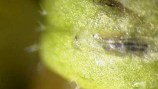 Leaf Miners in Arabidopsis [upl. by Leah620]