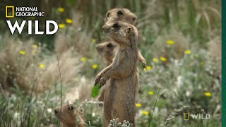 Prairie Dog v Badger Faceoff  Prairie Dog Manor [upl. by Orelie]