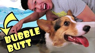 DO CORGI DOG BUTTS FLOAT  Life After College Ep 473 [upl. by Sibyl]