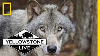 Wolves in Yellowstone LIVE  Yellowstone Live [upl. by Consuelo]