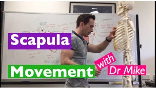 Scapula Movement  Functional Anatomy [upl. by Accalia]