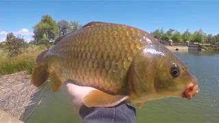 Carp Heaven  Trailer [upl. by Chaffee54]