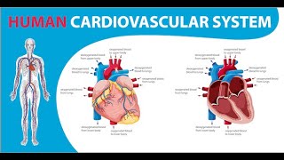 Introduction of Cardio Vascular System  Technician Hari [upl. by Lahcim344]