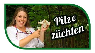 Pilze züchten Kräuterseitlinge 🍄 Speisepilze selbst anbauen [upl. by Ahsilak]