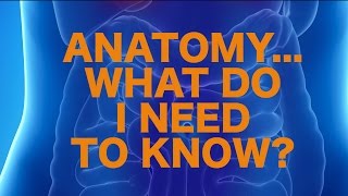 Anatomy on USMLE  Whats High Yield [upl. by Aramak]