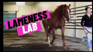 Lameness Lab 1 Is this horse lame [upl. by Yelyac]