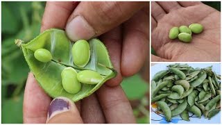 Growing Hyacinth bean In a Container Terrace Garden [upl. by Fasta]