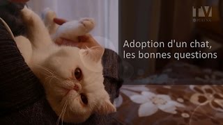 Adoption un chat quelles questions se poser [upl. by Lerad]