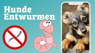 Hund 🐶 Entwurmen  wirklich nötig 🤔 Tierärztin klärt auf [upl. by Chiquita939]