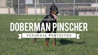 DOBERMAN PINSCHERS ARE GREAT PERSONAL PROTECTORS [upl. by Everard]