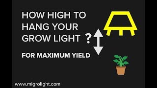 How Far Should Grow Lights Be From Plants Learn How high To Hang A Grow Light [upl. by Basilius673]