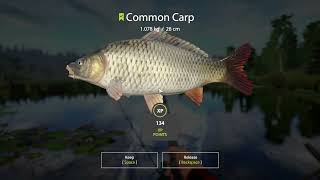 Russian Fishing 4 COMMON CARP Spots OLD BURG LAKE [upl. by Niawd415]