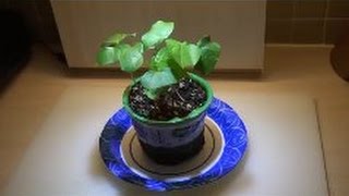 How To Grow Your Own Cotton Plants From Seed To Plant [upl. by Aved]