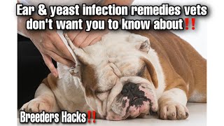 How to treat Ear amp yeast infections The remedy vets don’t want you to know about‼️ [upl. by Ayoral]