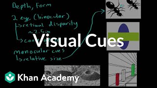 Visual cues  Processing the Environment  MCAT  Khan Academy [upl. by Aprile648]